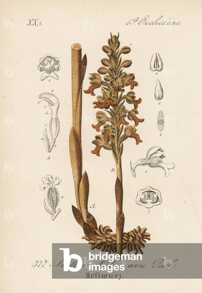Neottie bird's nest - Bird 's-nest orchid, Neottia nest-avis. Handcoloured lithograph from Diederich von Schlechtendal's German Flora (Flora von Deutschland), Jena, 1871.