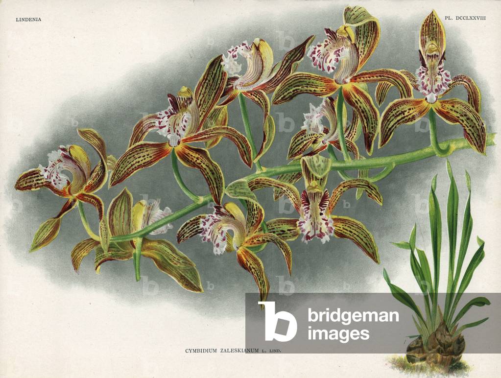 La variete de M. Zaleski de Cymbidium zaleskianum L. Lind. - Chromolithography by S. de Leeuw, based on a drawing by C. de Bruyne, published in Lindenia, Iconographie des orchides, by Lucien Linden, Brussels (Belgium), 1902