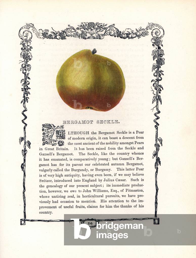 Bergamot pear seckle. Lithograph by Benjamin Maund (1790-1863) published in The Fruitist, London, England, 1850. Bergamot Seckle pear, Pyrus communis, within a Della Robbia ornamental frame with text below. Handcoloured glyphograph from Benjamin Maund's “” The Fruitist,”” London, 1850, Groombridge and Sons.