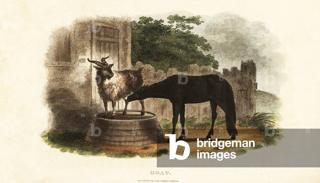 Female goat suckling a foal on a barrel