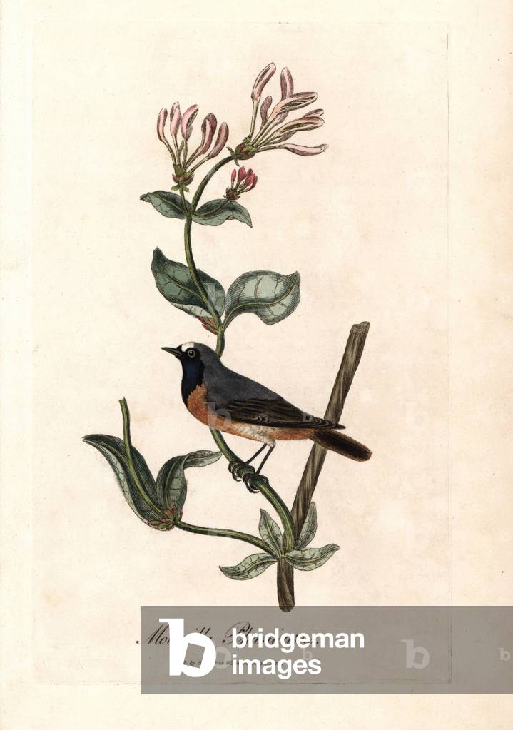 Redtail with white forehead. Coloured copper engraving by George Graves, in British Ornithology, 1811. Redstart, Motacilla Phoenicurus, Phoenicurus phoenicurus on a honeysuckle branch, Lonicera periclymenum. Handcoloured copperplate engraving by George Graves from “British Ornithology”” 1811. Graves was a bookseller, publisher, artist, engraver and colorist and worked on botanical and ornithological books.