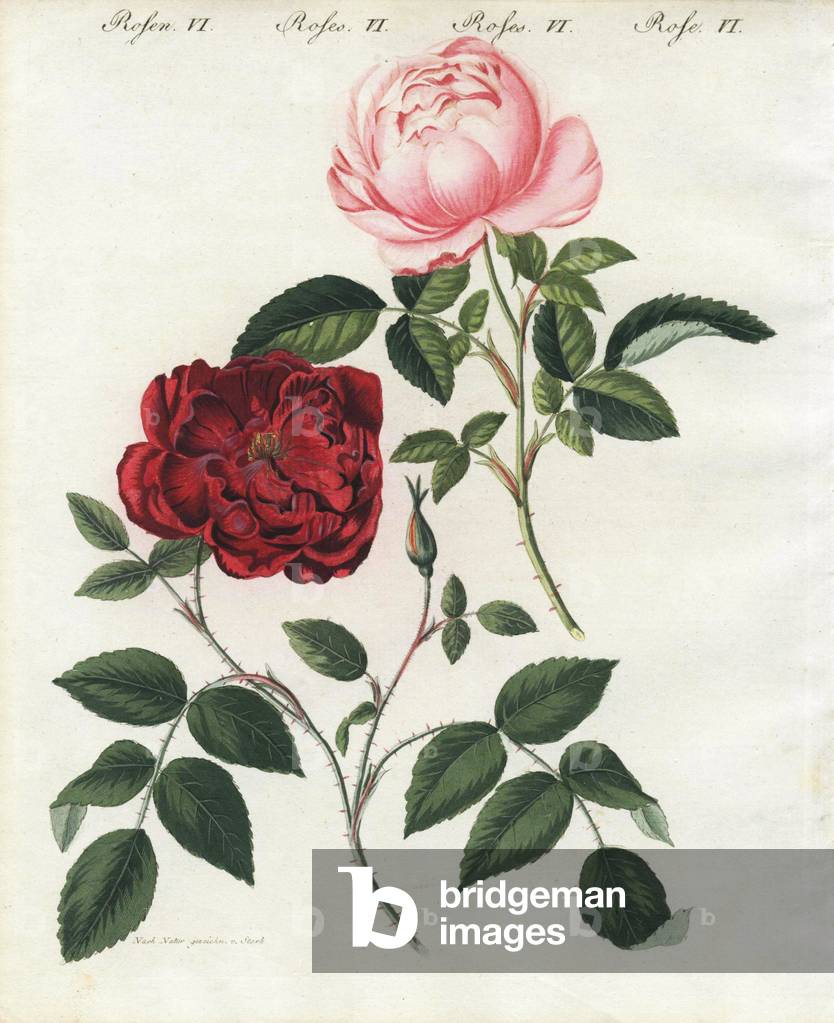 Pink and crimson everblooming roses, Rosa semperflorens. Handcoloured copperplate engraving from an illustration drawn from nature by Stark from Bertuch's “” Bilderbuch fur Kinder”” (Picture Book for Children), Weimar, 1790-1830. Friedrich Johann Bertuch (1747-1822) was a German publisher and man of arts most famous for his 12-volume encyclopedia for children illustrated with 1,200 engraved plates on natural history, science, costume, mythology, etc.