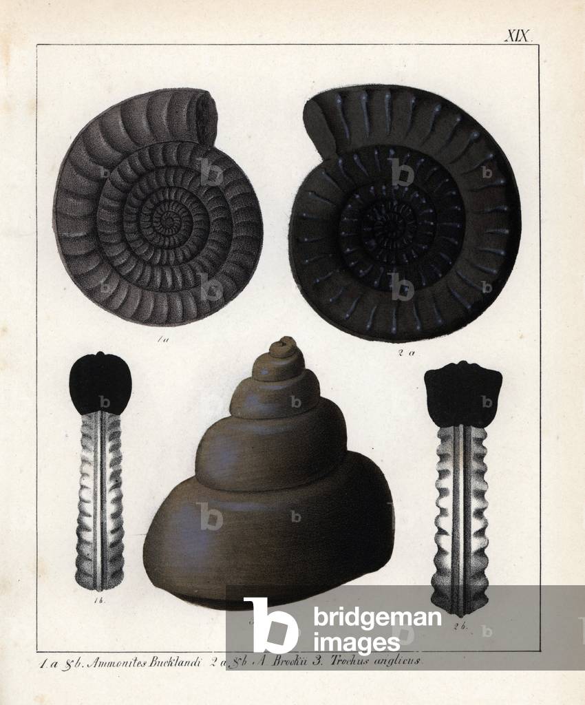 Fossils of cephalopod species: Ammonites Bucklandi, Ammonites Brookii, Trochus anglicus and Pleurotomaria anglica. Lithographie in Petrefactenbuch (Book of Petrification) by Dr. F.A.Schmidt, published in Stuttgart (Germany) in 1855 by Verlag von Krais and Hoffmann.