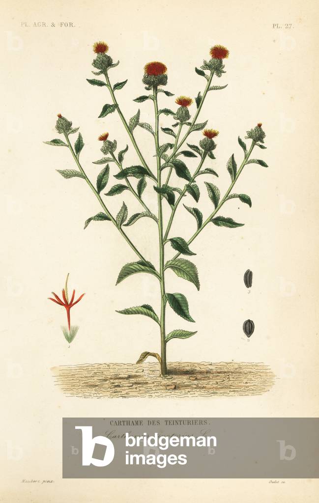 Safflower, Carthamus tinctorius, Carthame des teinturiers