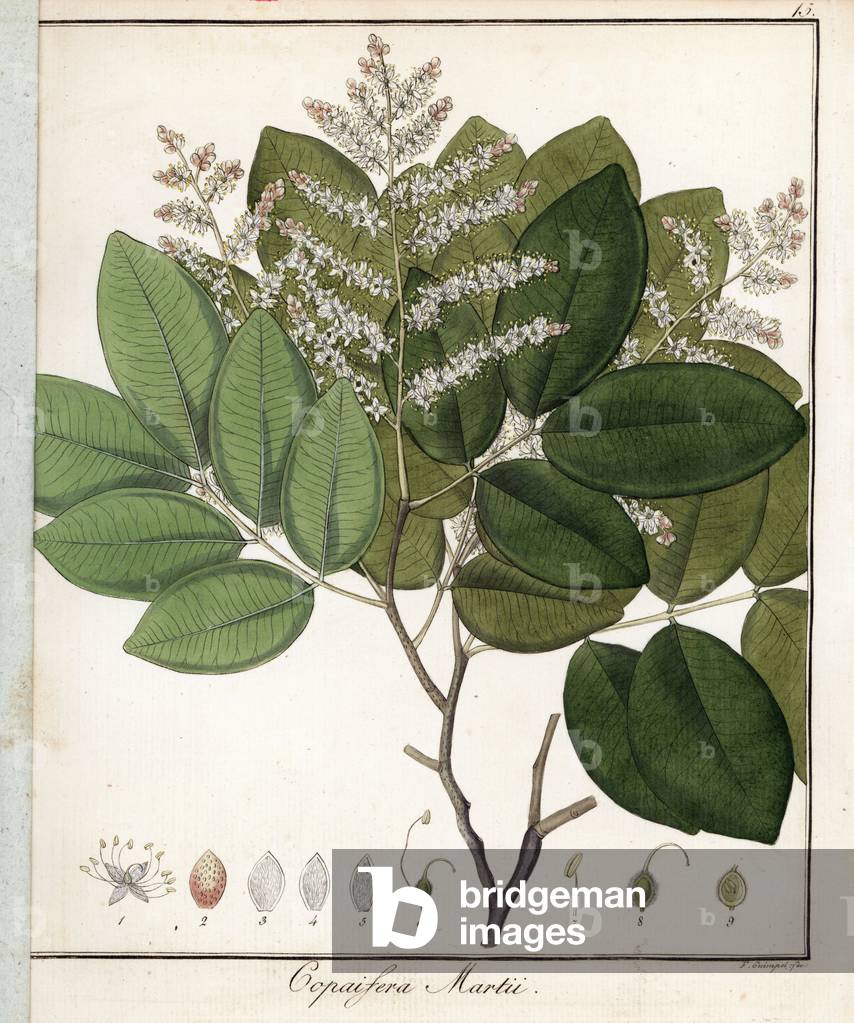 Copaiba (variete) - Lithography by F. Guimpel, extracted from medical botany by Friedrich Gottlob Haynes (1763-1832), Berlin, 1822 - Copal or copaiba tree, Copaifera martii - Handcoloured copperplate by F. Guimpel from Dr. F. G. Hayne's Medical Botany, Berlin, 1822