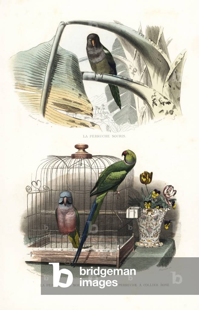 Monk parakeet or quaker parrot, Myiopsitta monachus, in a palm tree. Red-breasted parakeet, Psittacula alexandri, and rose-ringed parakeet, Psittacula krameri, in a room near a birdcage and vase of flowers. Handcoloured engraving on steel by Fournier after a drawing by Edouard Travies from Richard's “New Edition of the Complete Works of Buffon,”” Pourrat Freres, Paris, 1837.