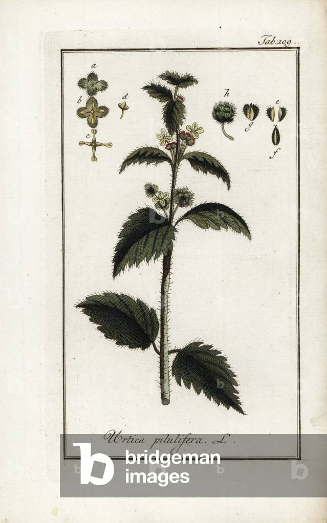 Nettle pills (Urtica pilulifera). Lithograph from “Afbeelding der Artseny-Gewassen” by Johannes Zorn (1739-1799), Netherlands, 1796. Roman nettle, Urtica pilulifera, native to southern Europe. Handcoloured copperplate botanical engraving from J. Zorn's “Afbeelding der Artseny-Gewassen,” Amsterdam, 1796.
