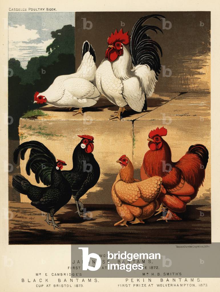 Japanese bantams, black bantams and Pekin bantams, 1890 (chromolithograph)