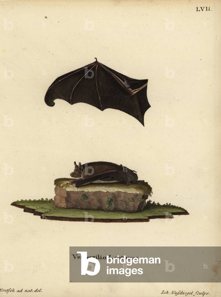 Lesser sac-winged bat, Saccopteryx leptura. Vespertilio lepturus. Handcoloured copperplate engraving by Johann Nussbiegel after an illustration from nature by J.D. Kretsch from Johann Christian Daniel Schreber's Animal Illustrations after Nature, or Schreber's Fantastic Animals, Erlangen, Germany, 1775.