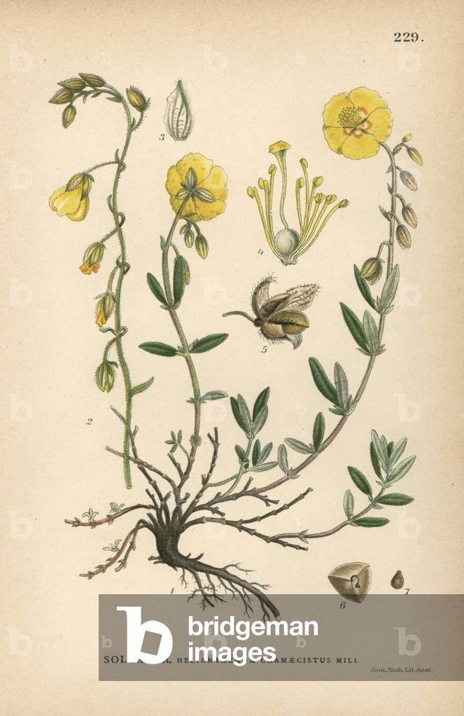 Rock rose, Helianthemum chamaecistus