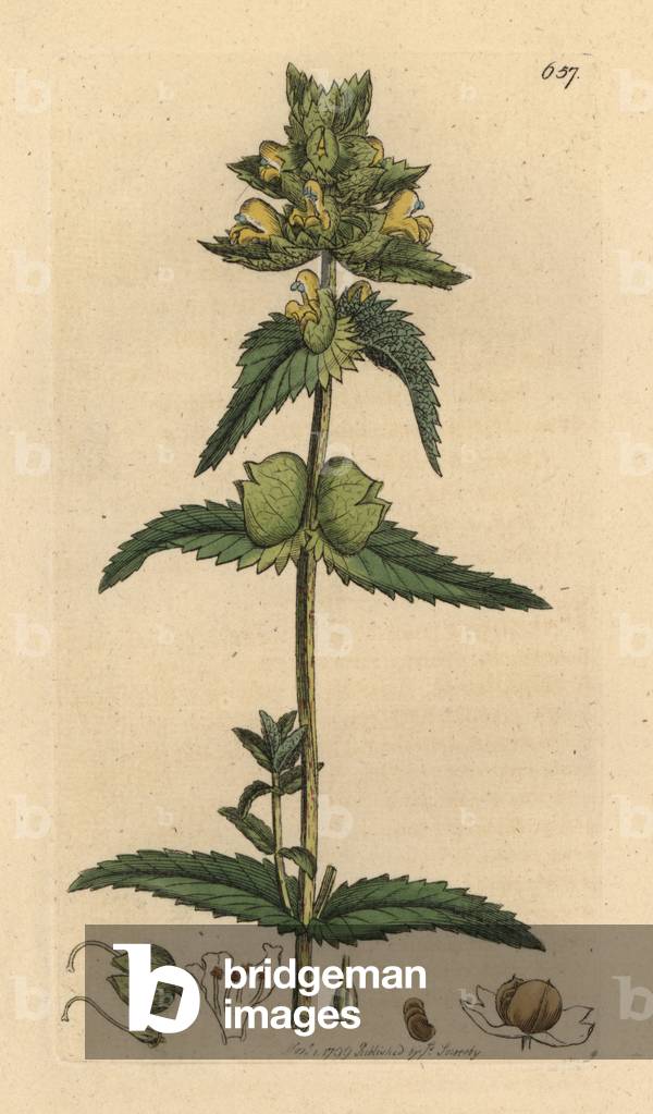 Yellow rattle, Rhinanthus crista-galli Handcoloured copperplate engraving after a drawing by James Sowerby for James Smith's English Botany, 1799.
