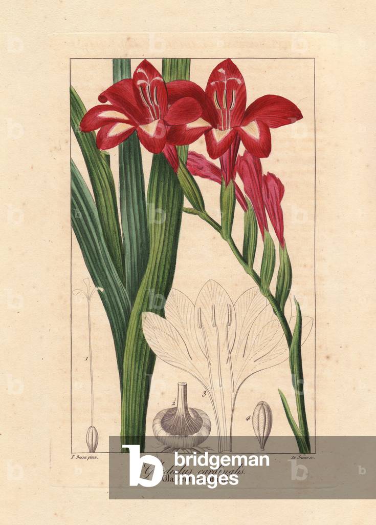 Waterfall gladiolus, Gladiolus cardinalis, native to South Africa. Handcoloured stipple engraving on copper by le Jeunese from a botanical illustration by Pancrace Bessa from Mordant de Launay's “Herbier General de l'Amateur,”” Audot, Paris, 1820. The Herbier was published from 1810 to 1827 and edited by Mordant de Launay and Loiseleur-Deslongchamps. Bessa (1772-1830s), along with Redoute and Turpin, is considered one of the greatest English botanical artists of the 19th century.