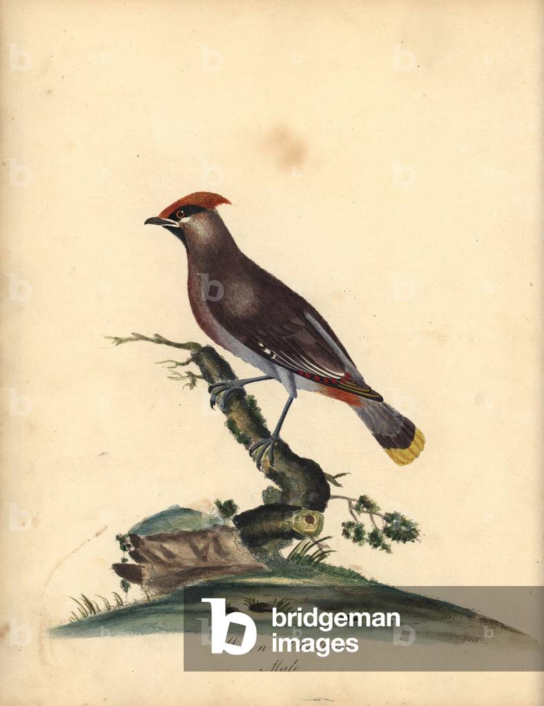 Bohemian waxwing, Bombycilla garrulus. (Waxen chatterer, Ampelis garrulus) Handcoloured copperplate engraving of an illustration by A (Ann) Hayes from William Hayes' Portraits of Rare and Curious Birds from the Menagery of Osterly Park, London: Bulmer, 1794.