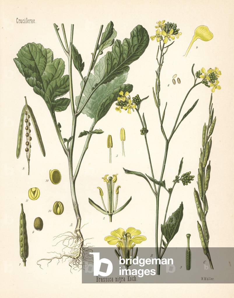 Black mustard, Brassica nigra.