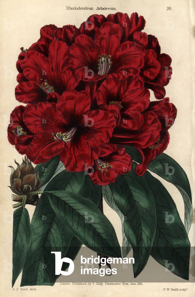 Crimson flowered rhododendron, Rhododendron arboreum