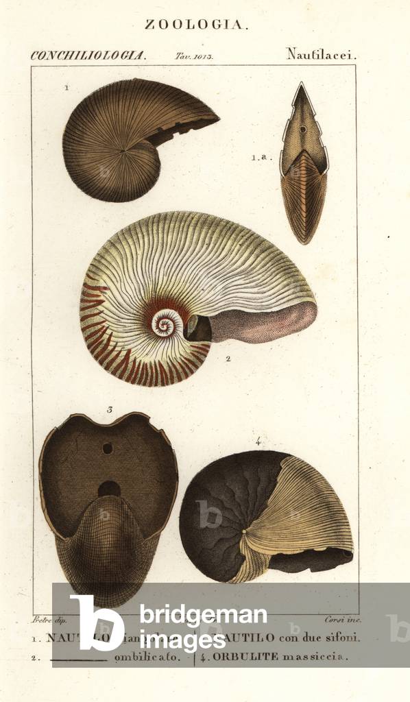 Extinct fossil Nautilus triangularis 1, bellybutton nautilus, Nautilus macromphalus 2, Nautilus bisiphites 3, massive Orbulites shell 4