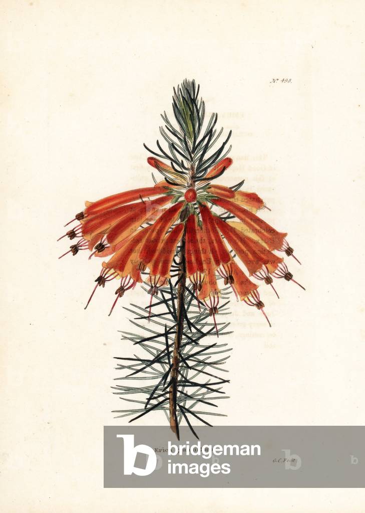 Variete de bruyere - Lithography by George Cooke, for the British magazine Conrad Loddiges Botanical Cabinet (1738-1826), 1810 - Great flowered heath, Erica grandiflora - Handcoloured copperplate engraving by George Cooke from Conrad Loddiges' Botanical Cabinet, London, 1810 -