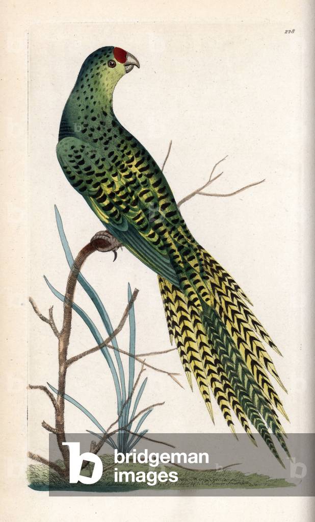 Land parakeet. Unsigned illustration (George Shaw and Frederick Nodder). Copper engraving for the naturalist collection, published in 1795 by Frederick Nodder (1751-1801) and George Shaw.