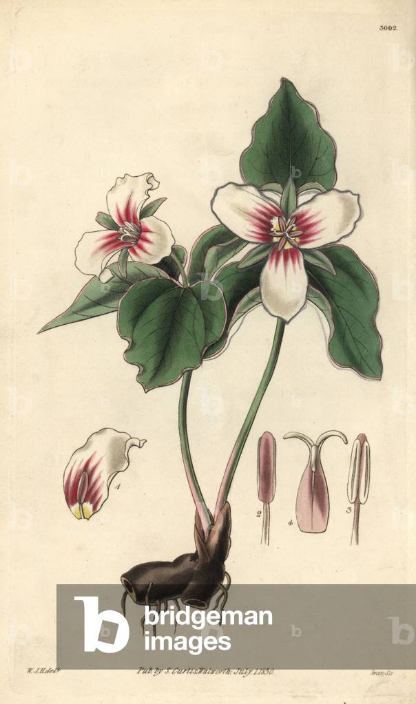 Red Fruit Parisiole (Trillium erythrocarpum) - Illustration by William Jackson Hooper (1785-1865), etched by Swan, for the botanical magazine of William Curtis, 1829