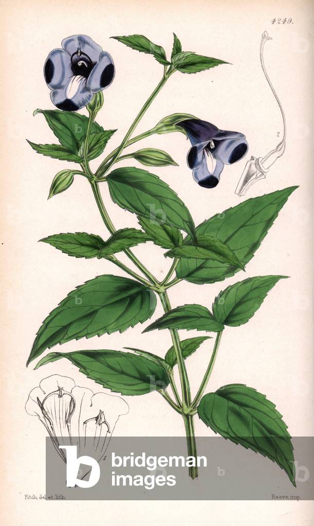 Torenia variete with large blue and violet flowers, Torenia asiatica - Botanical illustration by Walter Hood Fitch (1817-1892), lithography published in Curtis's Botanical Magazine for Sir William Jackson Hooker, Reeve Brothers edition, London 1846