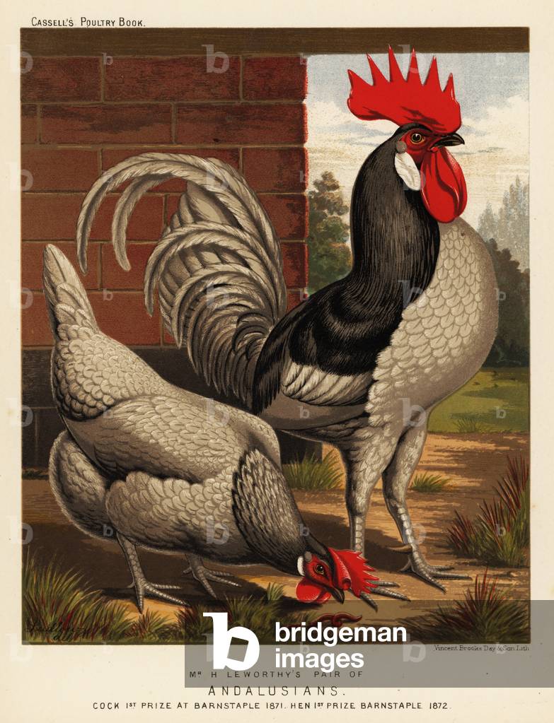 Andalusian chickens, 1890 (chromolithograph)