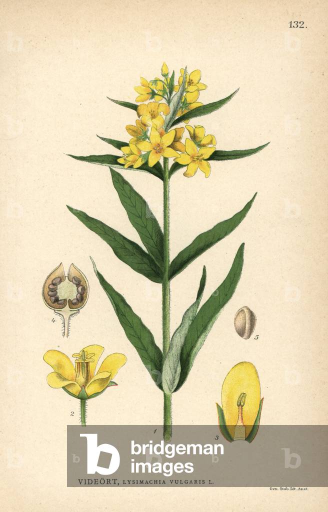 Garden loosestrife, Lysimachia vulgaris