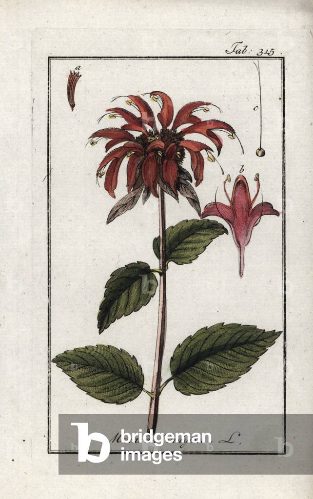 Monarde (Monarda didyma). Lithograph from “Afbeelding der Artseny-Gewassen” by Johannes Zorn (1739-1799), Netherlands, 1796. Bergamot, Monarda didyma. Handcoloured copperplate botanical engraving from J. Zorn's “Afbeelding der Artseny-Gewassen,” Amsterdam, 1796.