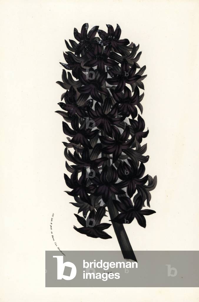 Hyacinth variety, Siam, Hyacinthus orientalis. Handcoloured lithograph from Louis van Houtte and Charles Lemaire's Flowers of the Gardens and Hothouses of Europe, Flore des Serres et des Jardins de l'Europe, Ghent, Belgium, 1857.