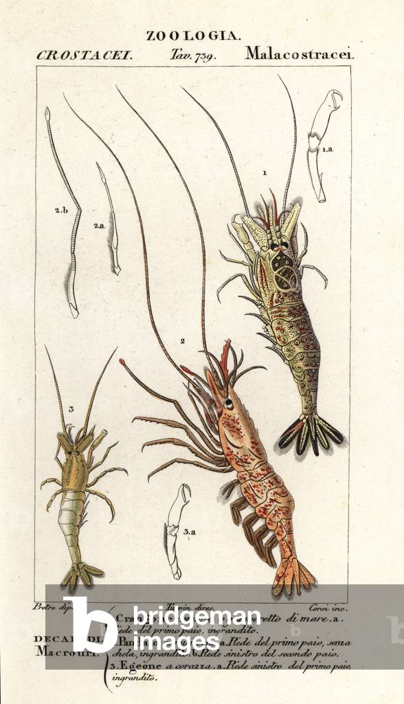 Common shrimp, Crangon crangon 1, pink shrimp, Pandalus montagui 2, and  Aegaeon cataphractus 3