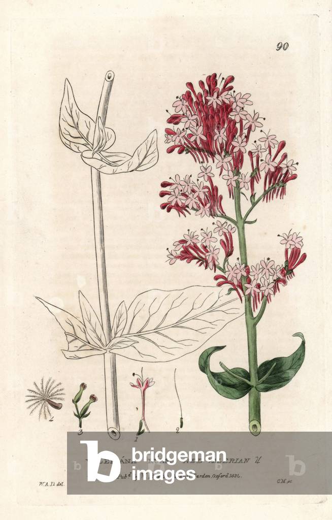 Valerian red or Valerian gardeners. Coloured copper engraving from a drawing by C. Mathews from William Baxter's book “English Botanical Phenomenes””, 1834. William Baxter (1788-1871) was the curator of the Oxford Botanical Garden from 1813 to 1854. Red valerian, Valeriana rubra. Handcoloured copperplate engraving by Charles Mathews of a drawing by W.A. Delamotte from William Baxter's “” British Phaenogamous Botany”” 1834. Scotsman William Baxter (1788-1871) was the curator of the Oxford Botanic Garden from 1813 to 1854.