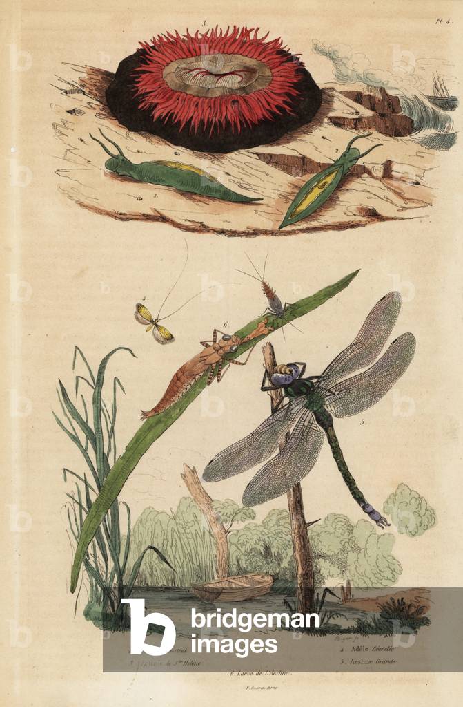Barrel bubble snail, Acteon tormatilis 1, beadlet anemone, Actinia equina 2, yellow-barred long-horn, Nemophora degeerella 3, brown hawker, Aeshna grandis 4