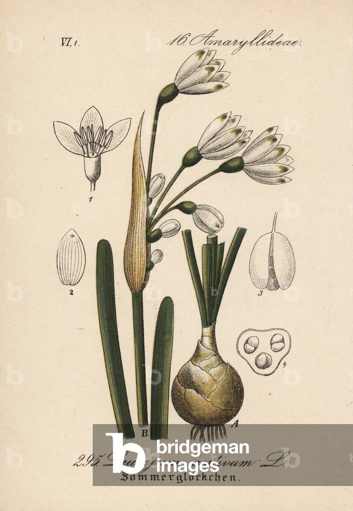Summer level - Summer snowflake, Leucojum aestivum. Handcoloured lithograph from Diederich von Schlechtendal's German Flora (Flora von Deutschland), Jena, 1871.