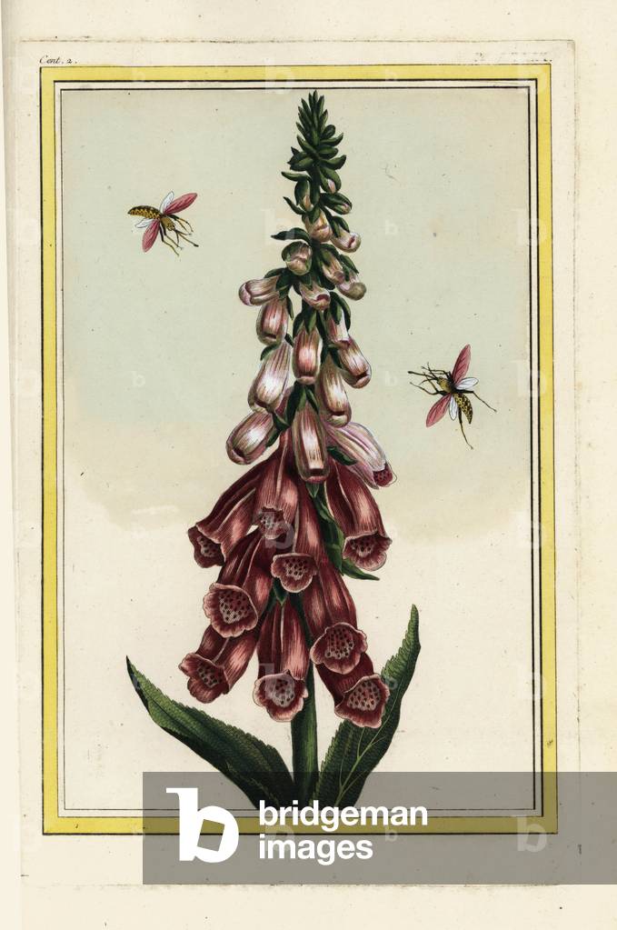 The Digitale has purpurine flowers. Foxglove, Digitalis purpurea. Handcoloured etching from Pierre Joseph Buchoz 'Precious and illuminated collection of the most beautiful and curious flowers, grown both in the gardens of China and in those of Europe, Paris, 1776.