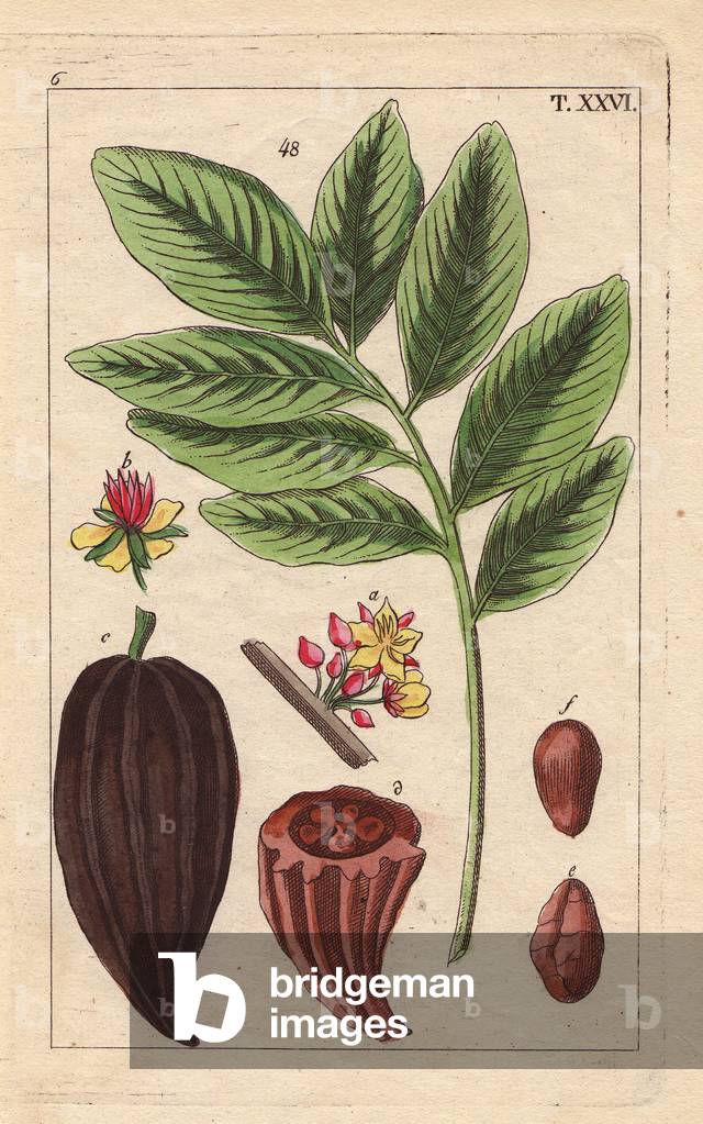 Cacao tree with fruit, flowers, nut, Theobroma cacao