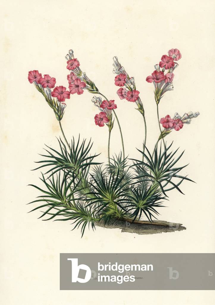 Prickly thrift, Acantholimon glumaceum. Handcoloured lithograph from Louis van Houtte and Charles Lemaire's Flowers of the Gardens and Hothouses of Europe, Flore des Serres et des Jardins de l'Europe, Ghent, Belgium, 1851.