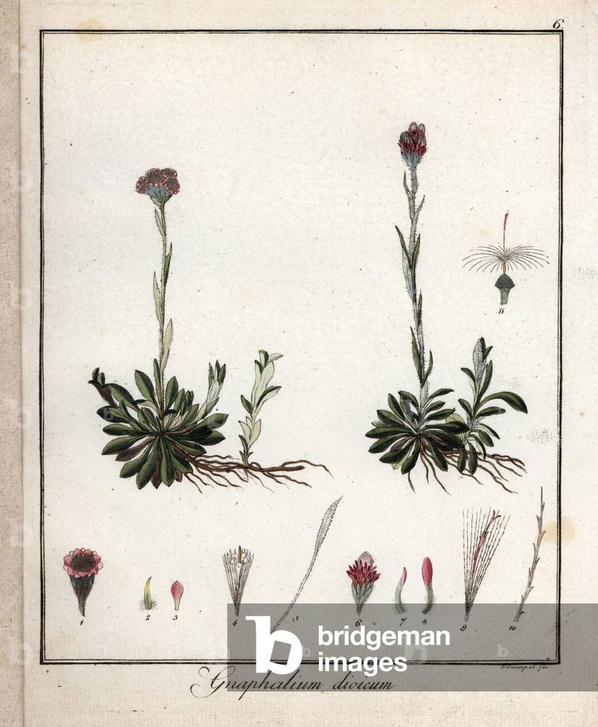 Dioic cat's foot or dioic antennary - Lithograph by F. Guimpel, extracted from medical botany by Friedrich Gottlob Haynes (1763-1832), Berlin, 1822 - Mountain everlast, Antennaria dioica - Handcoloured copperplate by F. Guimpel from Dr. F. G. Hayne's Medical Botany, Berlin, 1822