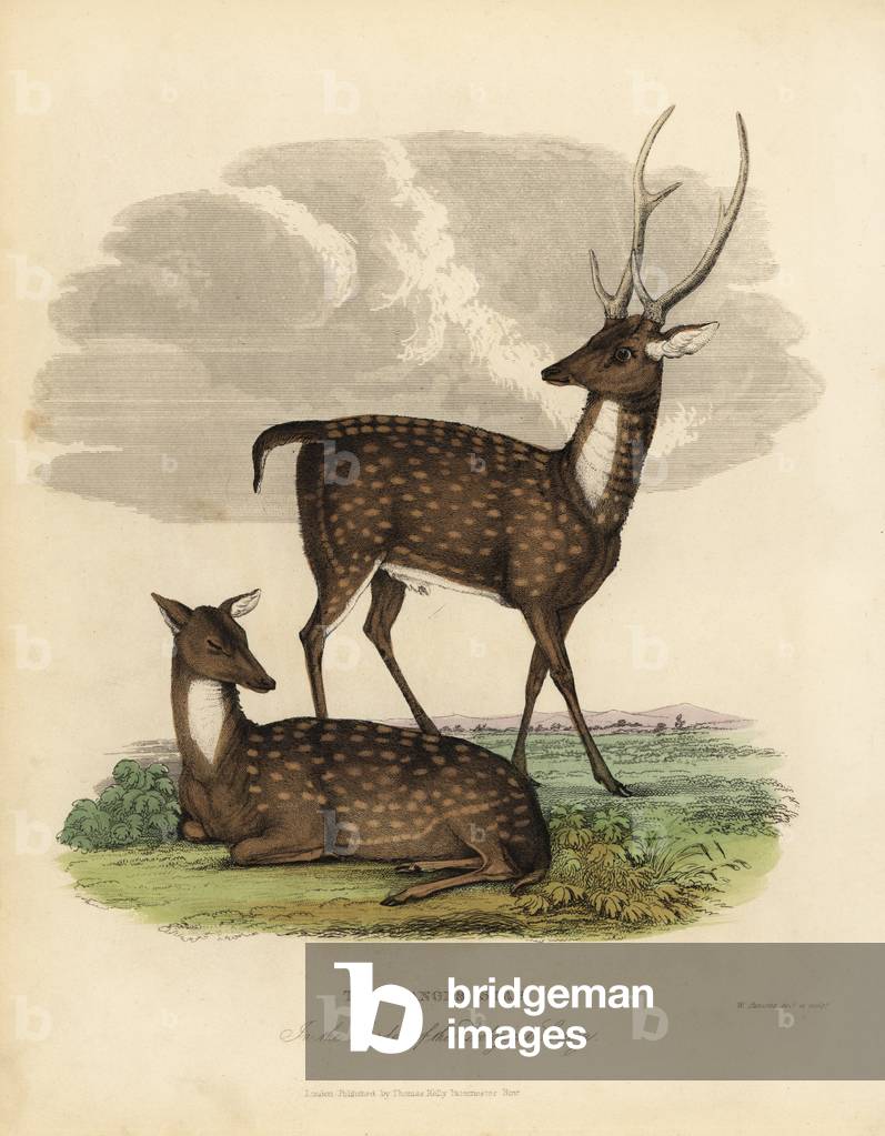 Swamp deer or barasingha, Rucervus duvaucelii.