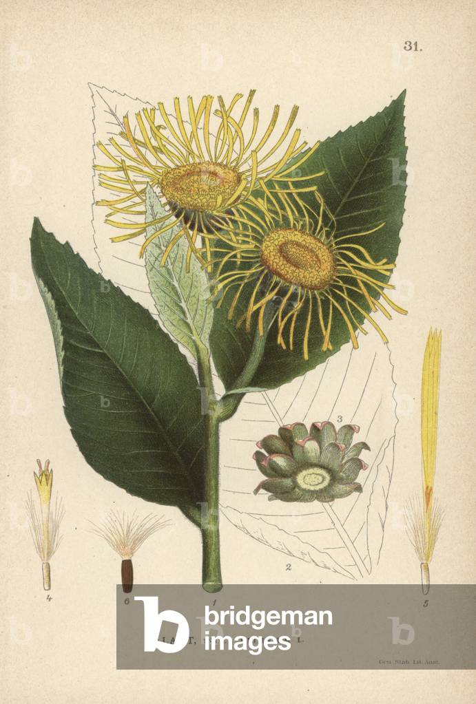 Elecampane or horse-heal, Inula helenium.