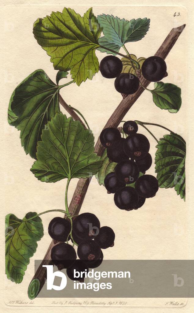 Blackcurrant (black currant or black currant). Lithograph after the illustration of Augusta Withers (1793-1877), published in the “Pomology Magazine” (1828-1830) by John Lindley (1795-1865). Black Naples currant, Ribes nigrum, raised in the north of England and Scotland. Illustration by Mrs. Withers. Handcoloured copperplate engraved by S. Watts from J. Lindley's “” Pomological Magazine,” London, 1828-1930.