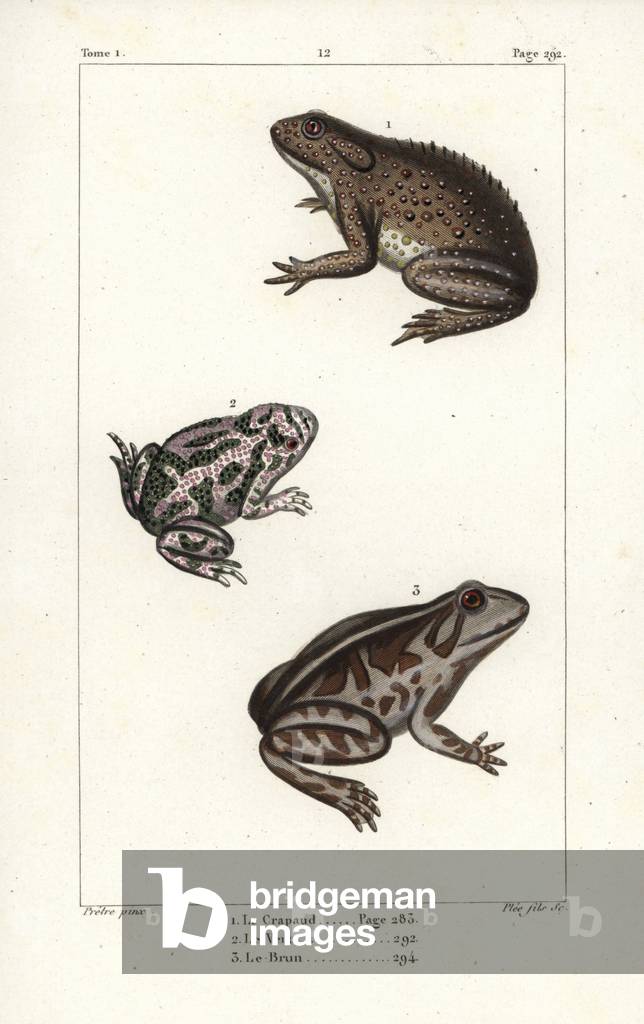 Common toad, Bufo bufo, European green toad, Bufo viridis, and spadefoot toad, Pelobates fuscus. Handcoloured copperplate engraving by Pee after an illustration by Jean-Gabriel Pretre from Bernard Germain de Lacepede's Natural History of Oviparous Quadrupeds, Snakes, Fish and Cetaceans, Eymery, Paris, 1825.