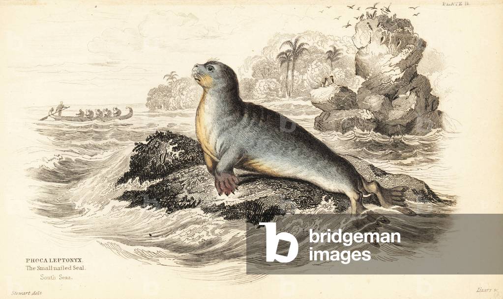 Leopard seal, Hydrurga leptonyx (Small-Nailed seal, South Seas, Phoca leptonyx). Handcoloured steel engraving by W.H. Lizars after an illustration by James Stewart from Robert Hamilton's Amphibious Carnivora, part of Sir William Jardine's Naturalist's Library: Mammalia, Edinburgh, 1839.