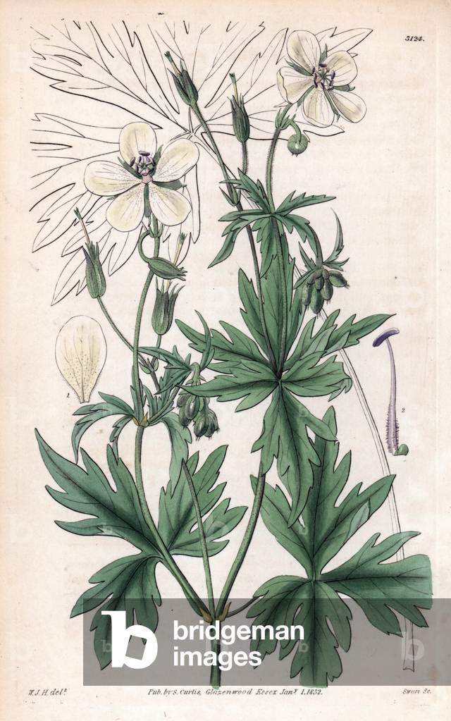 Geranium has white flowers - White flowered crane's bill, Geranium albiflorum. Handcoloured copperplate engraving by Swan after an illustration by William Jackson Hooker from Samuel Curtis' “” Botanical Magazine,”” London, 1832.