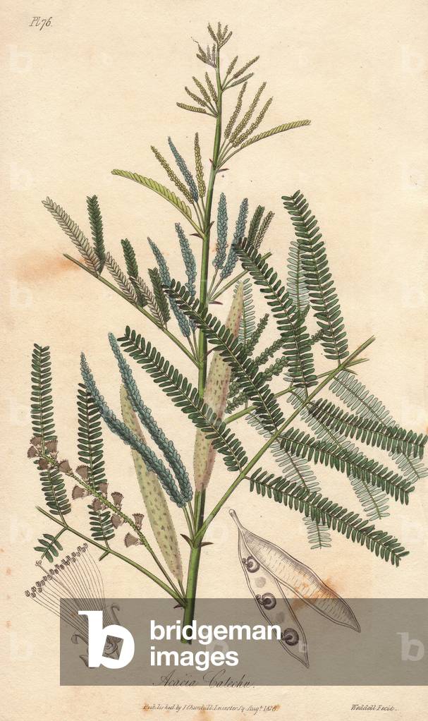 Acacia a cachou or cachoutier (Acacia catechu) - Water by William Clarke to illustrate “” Medical Botanical, Description of the Medicinal Plants of London, Edinburgh and Dublin” by John Stephenson and James Morss Churchill, published in London by John Churchill in 1831