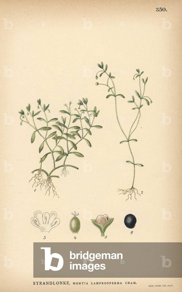 Blinking chickweed, Montia lamprosperma