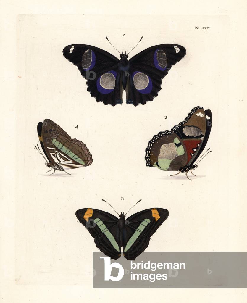 Great eggfly or blue moon butterfly, Hypolimnas bolina 1,2, and Iphiclus sister, Adelpha iphiclus 3,4. Handcoloured lithograph from John O. Westwood's new edition of Dru Drury's “” Illustrations of Exotic Entomology,”” Bohn, London, 1837.