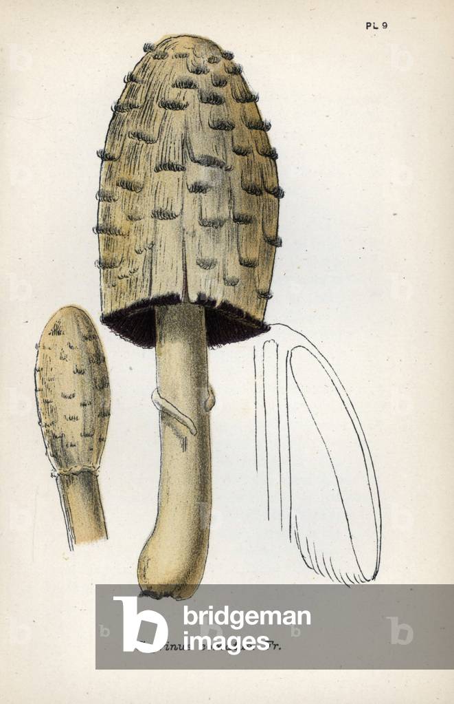 Chromolithography based on a drawing by Mordecai Cubitt Cooke (1825-1914), published in “A Plain and Easy Account of British Fungi”, edition Robert Hardwicke, London, 1862