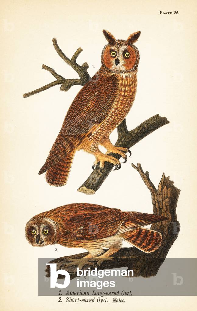 American long-eared owl, Asio otus 1, and short-eared owl with prey, Asio flammeus 2, males