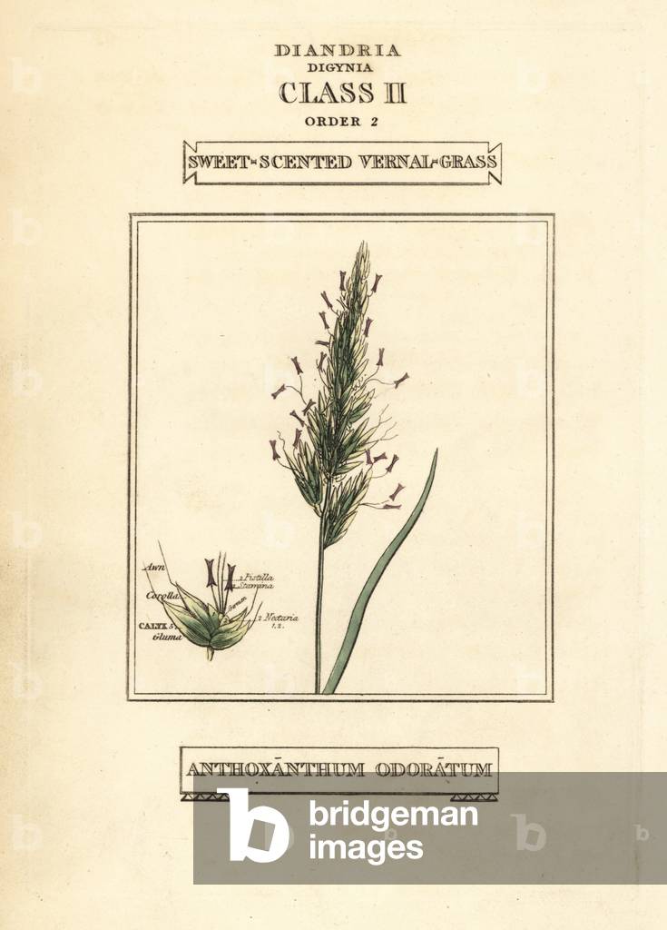 Sweet-scented vernal grass, Anthoxanthum odoratum. Handcoloured copperplate engraving after an illustration by Richard Duppa from his The Clours and Orders of the Linnaean System of Botany, Longman, Hurst, London, 1816.