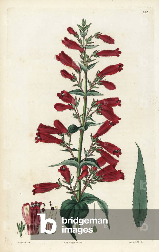 Penstemon roseus (Rose-coloured chelone, Chelone rosea). Handcoloured copperplate engraving by Weddell after a botanical illustration by Edward Dalton Smith from Robert Sweet's The British Flower Garden, Ridgeway, London, 1827.