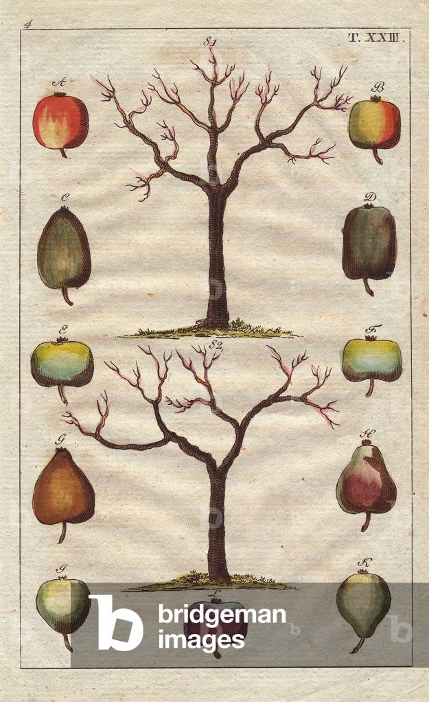 Fruit tree trunks, with apples and pears, Malus domestica, Pyrus communis